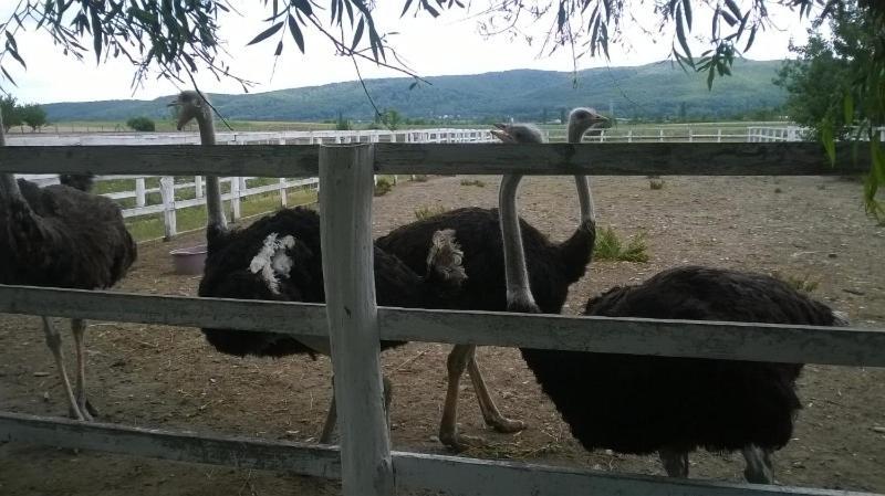 Pensiunea ,,La Struti" Targu Neamt Exterior foto