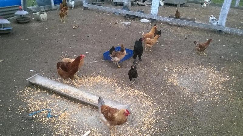 Pensiunea ,,La Struti" Targu Neamt Exterior foto